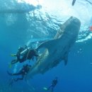 바다와고래 이미지