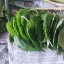 정성야채 이미지