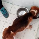 동물자유연대 부속 동물병원 이미지