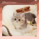 강서고양이분양 나비캣 네이버블로그
