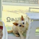 캣초딩 고양이분양 김포구래점 네이버블로그