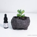 스니피드 이미지