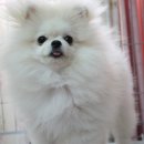 개바라기 이미지