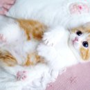 캣프렌즈 이미지