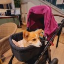 꽃단장 애견미용실 이미지