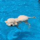 두들랜드 이미지