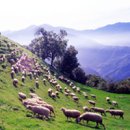 경관농장 이미지