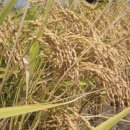 곡성농협고달지점 이미지