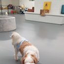 리츠펫 이시아폴리스점 이미지