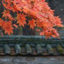 11월 5일 속리산 세조길과 법주사 단풍 풍덩, 청남대 가을축제 &#39;반짝이는 윤슬, 오색단풍 넘실&#39; 이미지