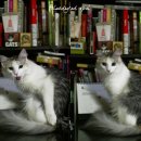 블루드라이어드 이미지