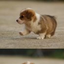 바우바우 이미지