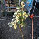 동백농원 이미지