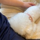 도니바니 이미지