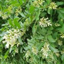 임마누엘피부과의원 이미지