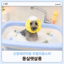 펫살롱 | 신림 애견미용실 몽실펫살롱 푸들미용 애견스파 내돈내산 후기