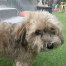 호야별 애견유치원 이미지