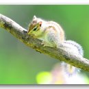 아기다람쥐 이미지