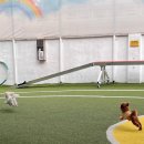 멍해피 애견유치원&호텔 이미지