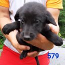 강아지 마을 이미지