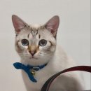 블루얌 | 블루의 꽃망울 인식표 재구매후기