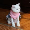 헬로똘복 네이버블로그