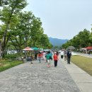 과천 서울대공원 장미꽃 축제..사진1 이미지