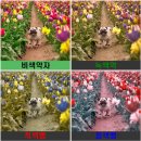 밝은세상콘택트 | [부산 남구 색약렌즈 마이스터안경] 오클리 프로그스킨에 색약렌즈 스페셜 샤인 제작 후기 ~!
