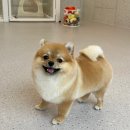 댕그루멍 이미지