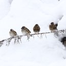허브정원