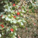 봄마중(2월에는) 이미지