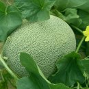 쌍둥이농장 이미지