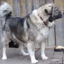 대구동물약국 이미지