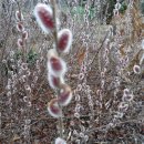 강아지봄 이미지