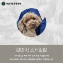 우리동물병원 | 도곡동 동물병원 우리 아이 스케일링 후기