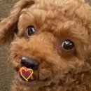 토담스펫 이미지