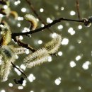 버들강아지 이미지