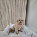 멍빨털빨 이미지