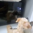 베스트 프라이스 1A등급 펫밀크 후기, 강아지 펫밀크 추천(찐 내돈내산)