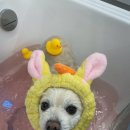 봉이네 애견미용 이미지