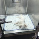 동물병원 유피 이미지