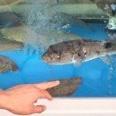 기사문&강릉락강정 이미지