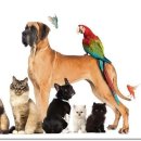 태산동물병원 이미지