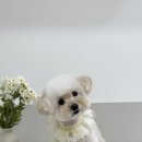 땡큐 펫 살롱 이미지