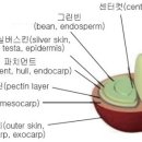 커피열매의 구조 이미지