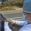 진도개메디컬센터 이미지
