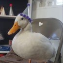 사랑오리 이미지