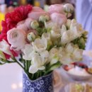 블루아라(I) 이미지