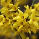 개나리슈퍼 이미지