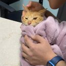 24시청담우리동물병원 이미지